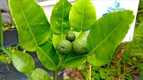 馬蜂窩風水|【馬蜂風水】動物入家宅 